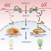 高温天气粮食减产怎么办？中国科学家破译水稻“耐热”密码
